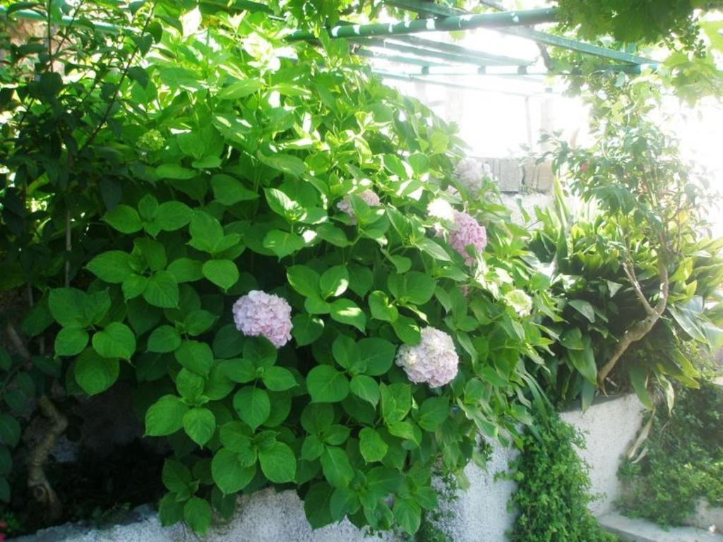 Apartment Pavo Дубровник Екстериор снимка